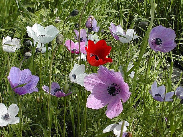 Anemone Coronaria